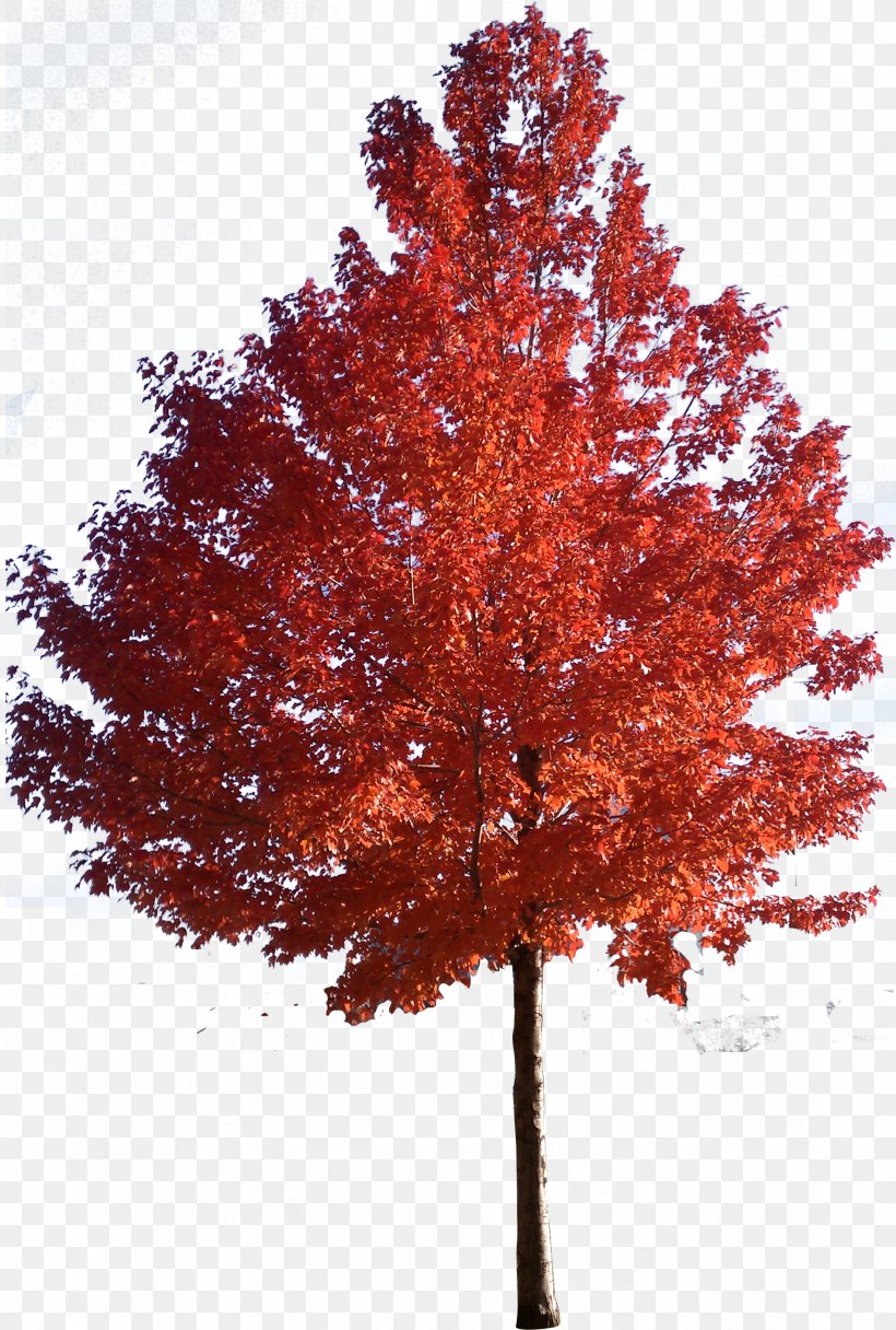 Red Maple Japanese Maple Sugar Maple Tree Clip Art, PNG, 1878x2785px, Red Maple, Autumn, Bark, Birch, Branch Download Free