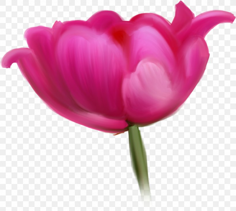 Tulip Cut Flowers Raster Graphics Clip Art, PNG, 1493x1338px, Tulip, Closeup, Cut Flowers, Display Resolution, Flower Download Free