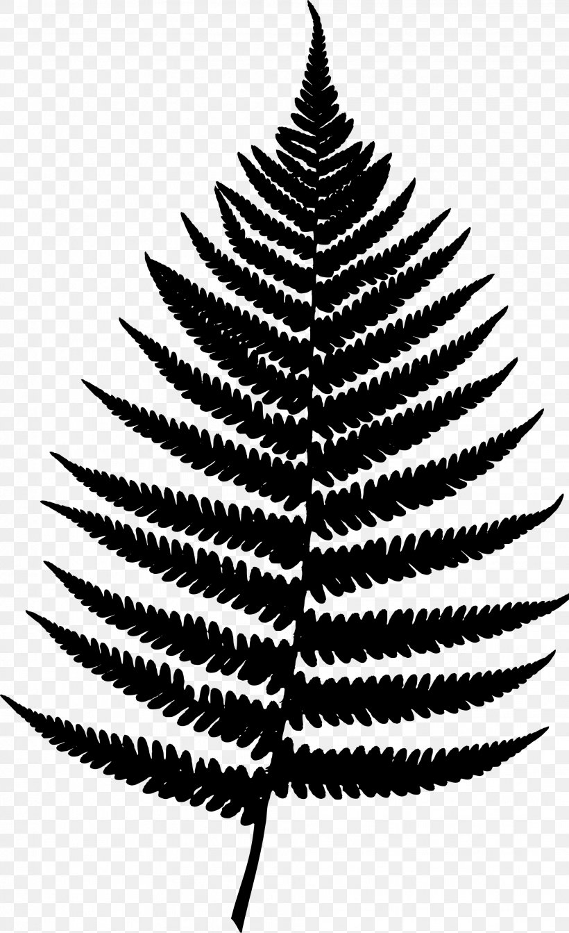 Fern Poster Vascular Plant Fir Design, PNG, 1979x3242px, Fern, Blackandwhite, Botany, Colorado Spruce, Drawing Download Free