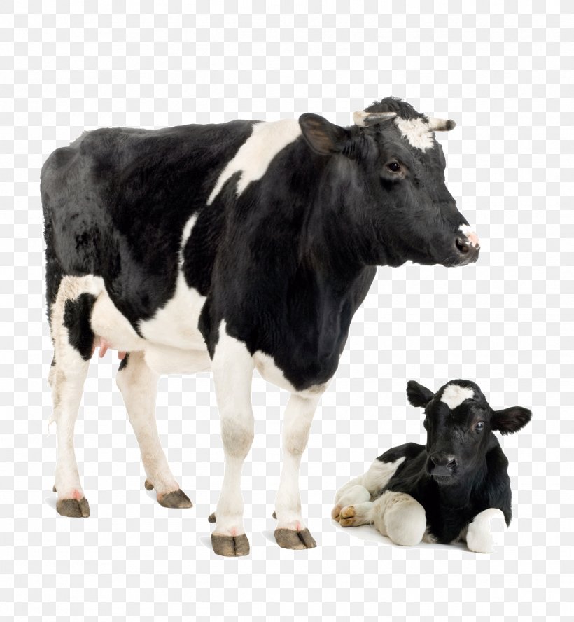 Holstein Friesian Cattle Jersey Cattle White Park Cattle Calf Dairy Cattle, PNG, 1343x1455px, Holstein Friesian Cattle, Calf, Cattle, Cattle Feeding, Cattle Like Mammal Download Free