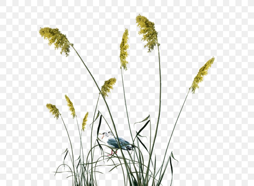 Reed, PNG, 600x600px, Common Reed, Class, Flora, Floral Design, Flower Download Free