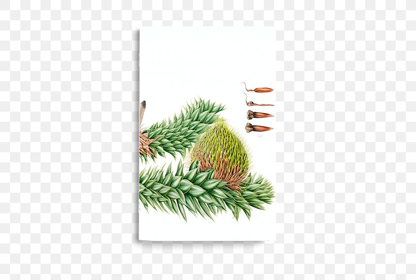 Chile Luzuriaga Radicans Plant Notebook, PNG, 526x552px, Chile, Christmas Ornament, Conifer, Fir, Flora Download Free