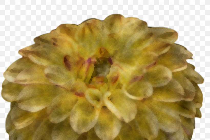 Chrysanthemum Petal, PNG, 1920x1280px, Chrysanthemum, Petal Download Free