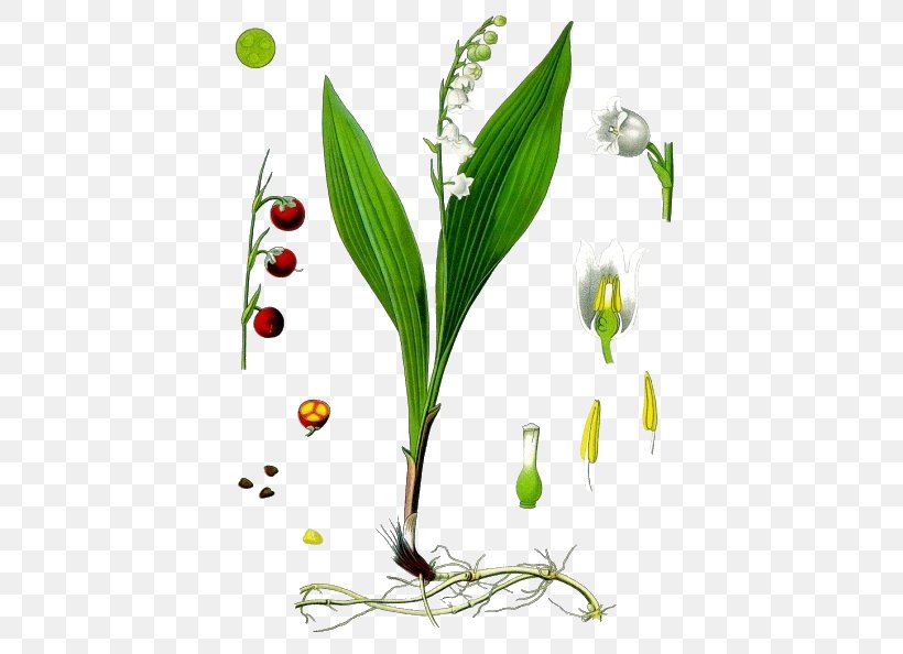 Kxf6hlers Medicinal Plants Lily Of The Valley Lilium Flower, PNG, 457x594px, Kxf6hlers Medicinal Plants, Flower, Flowering Plant, Foxgloves, Grass Download Free