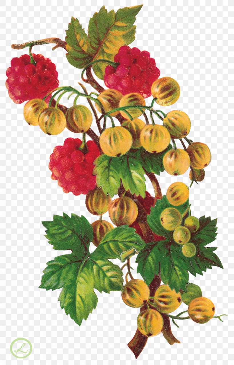 Clip Art Adobe Photoshop Image File Format, PNG, 959x1495px, Raspberry, Berry, Branch, Computer Software, Cut Flowers Download Free