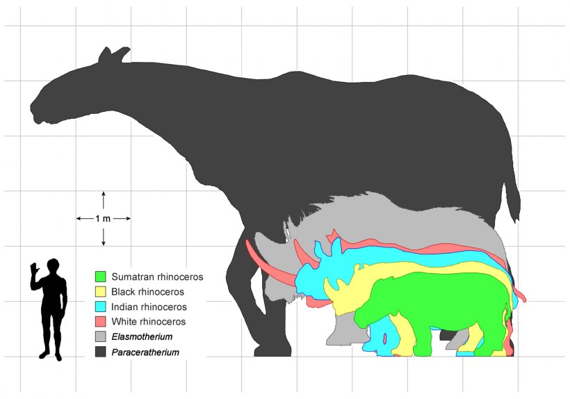 Elasmotherium Pliocene Pleistocene Unicorn Horn, PNG, 1600x1120px, Elasmotherium, Animal, Area, Cattle Like Mammal, Extinction Download Free
