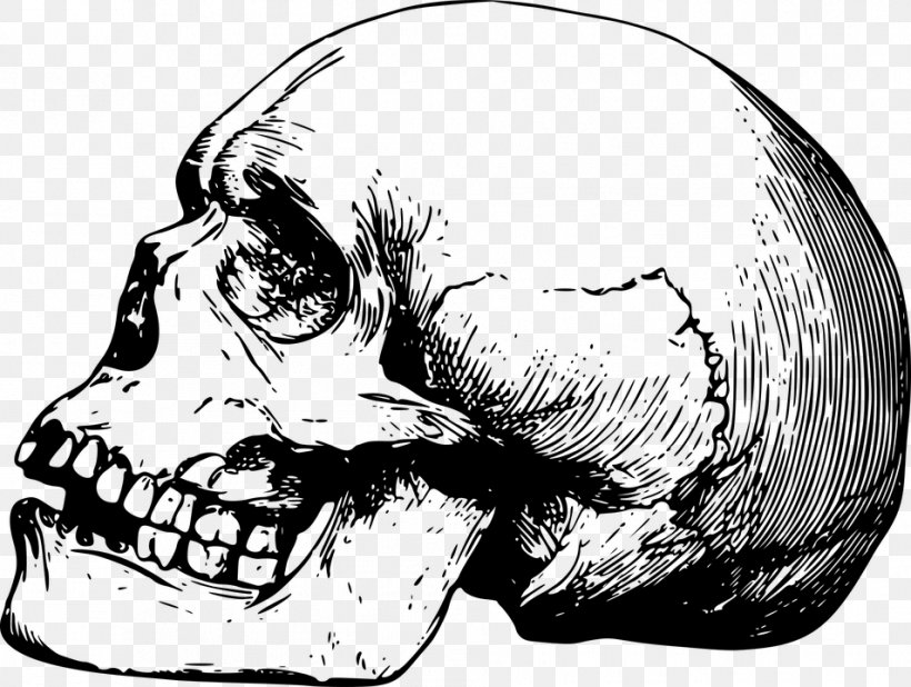 Skull Drawing Bone Skeleton, PNG, 954x720px, Watercolor, Cartoon, Flower,  Frame, Heart Download Free