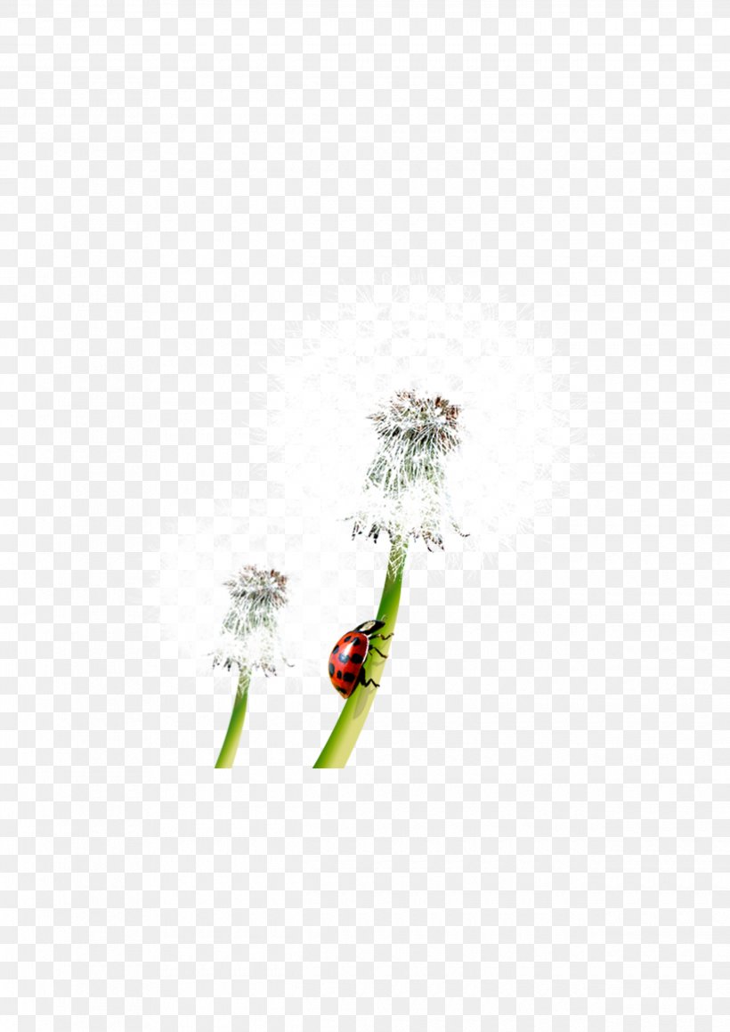 Taraxacum Platycarpum Clip Art, PNG, 2480x3508px, Taraxacum Platycarpum, Dandelion, Gratis, Green, Petal Download Free