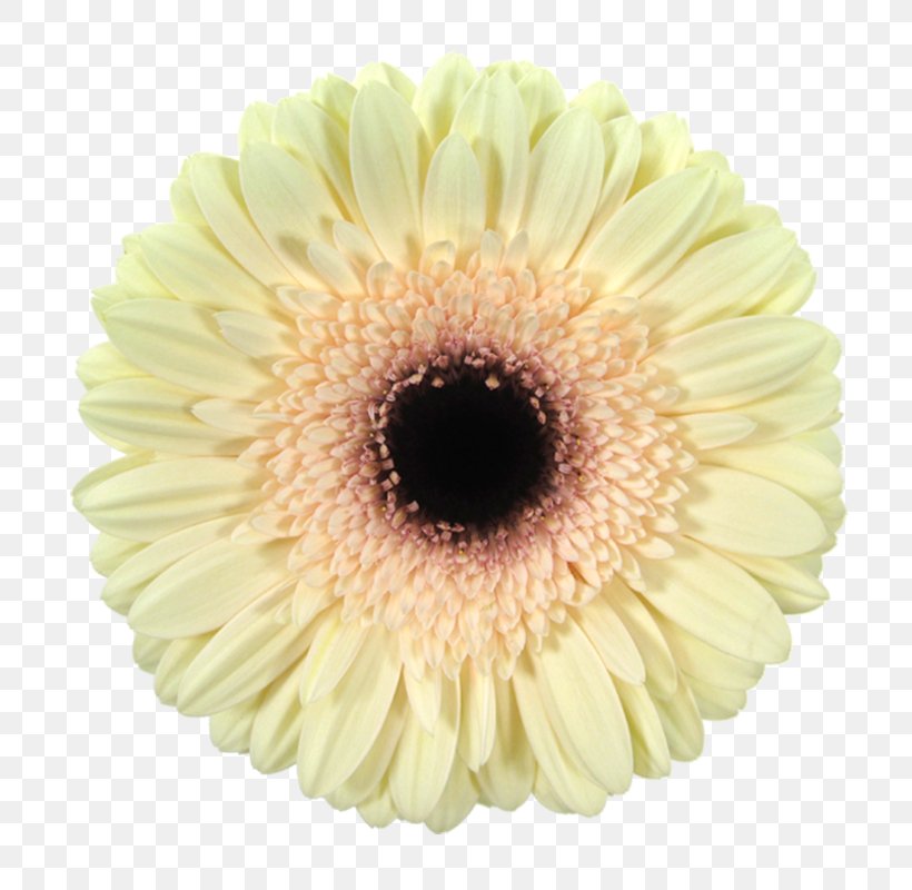 Transvaal Daisy Cut Flowers Chrysanthemum Color, PNG, 800x800px, Transvaal Daisy, Art, Asterales, Chrysanthemum, Chrysanths Download Free