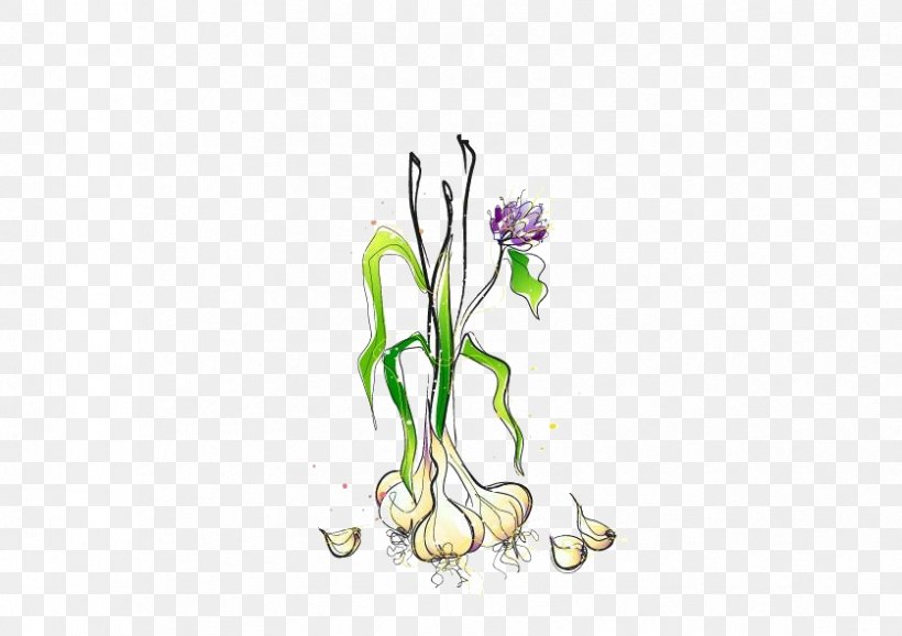 Vegetable Onion Melon Illustration, PNG, 837x591px, Vegetable, Creative Work, Designer, Flora, Floral Design Download Free