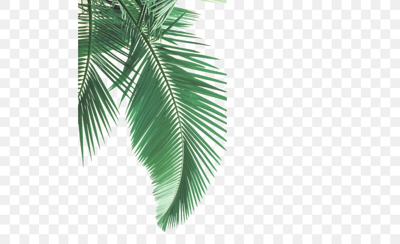 Cartoon Palm Tree, PNG, 500x500px, Capri, Arecales, Baga, Blog, Branch Download Free