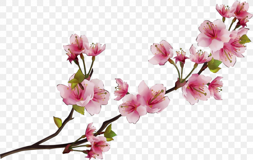 Cherry Blossom, PNG, 1464x928px, Watercolor, Blossom, Branch, Cherry Blossom, Cut Flowers Download Free
