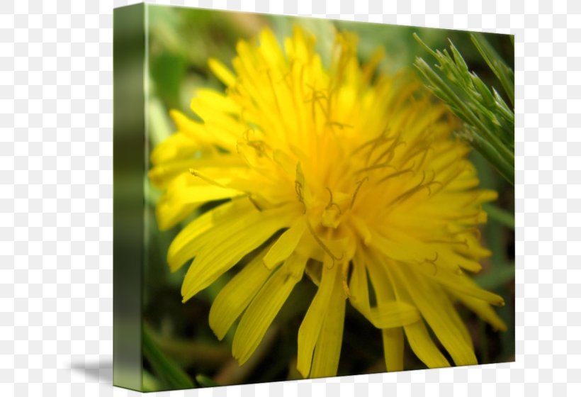 Dandelion Flatweed Sow Thistles Close-up Wildflower, PNG, 650x560px, Dandelion, Closeup, Daisy Family, Flatweed, Flower Download Free