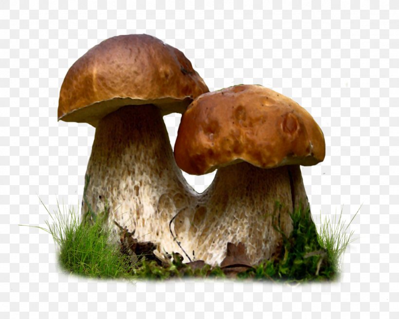Edible Mushroom Clip Art, PNG, 1024x819px, Mushroom, Bolete, Common Mushroom, Edible Mushroom, Fungus Download Free