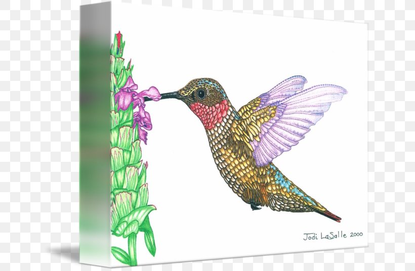 Hummingbird M Beak Wing Feather, PNG, 650x536px, Hummingbird, Animal, Beak, Bird, Fauna Download Free