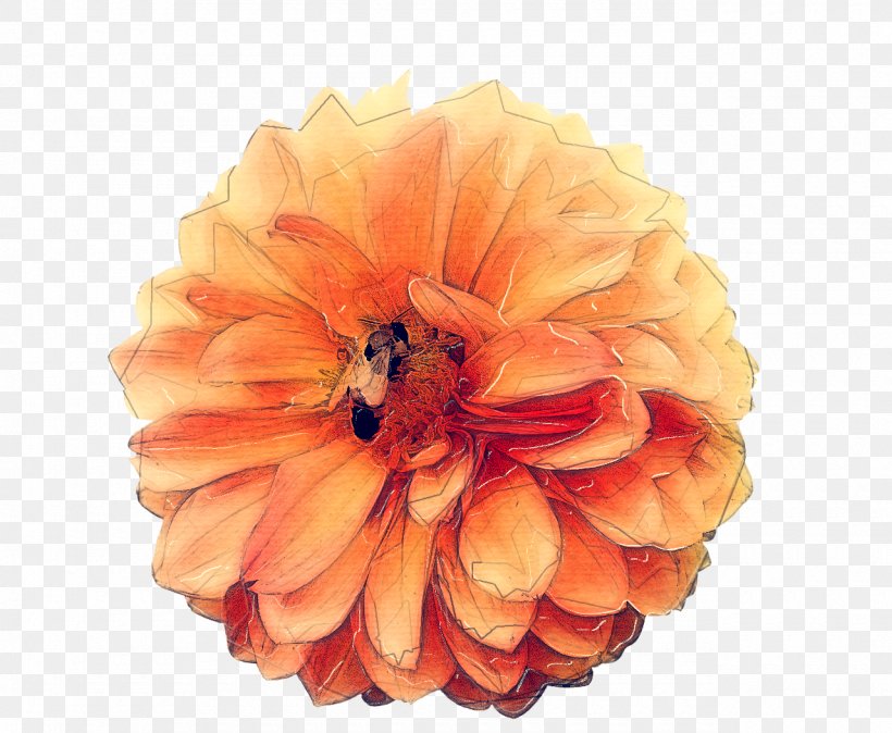 Orange, PNG, 1280x1053px, Orange, Dahlia, Flower, Flowering Plant, Peach Download Free