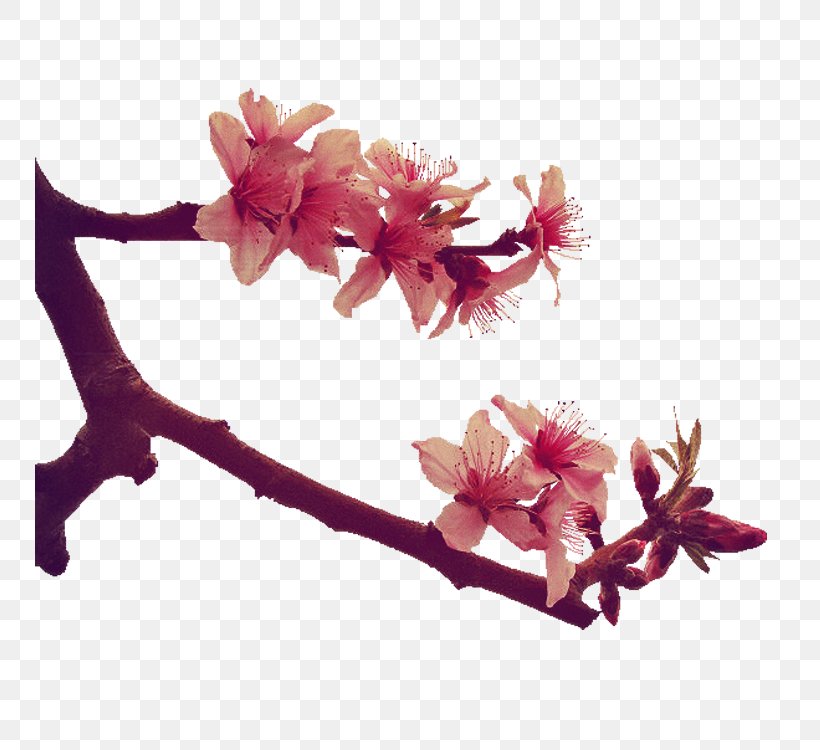 Peach Blossom Peach Blossom Google Images, PNG, 750x750px, Blossom, Book, Branch, Cherry Blossom, Flower Download Free