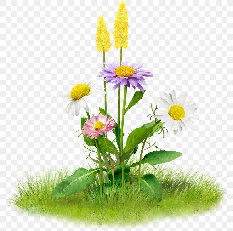 Image Clip Art Flower Stock.xchng, PNG, 1280x1267px, Flower, Aster, Daisy, Daisy Family, Dandelion Download Free