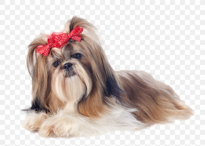 Shih Tzu Yorkshire Terrier Maltese Dog Puppy Standard Schnauzer, PNG, 2000x1429px, Shih Tzu, Biewer Terrier, Breed, Carnivoran, Chinese Imperial Dog Download Free