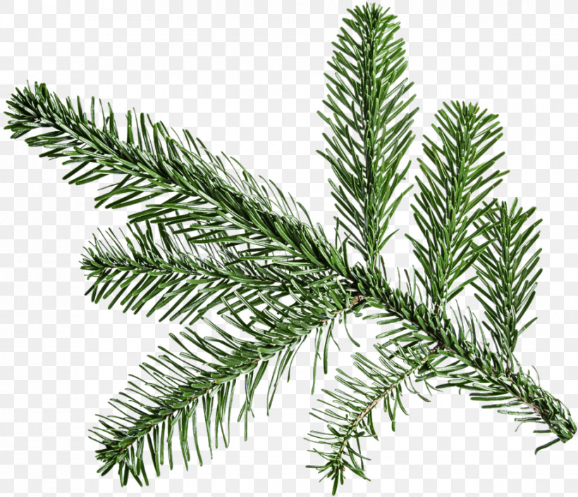 Shortleaf Black Spruce Columbian Spruce Balsam Fir Yellow Fir Jack Pine, PNG, 916x789px, Shortleaf Black Spruce, Balsam Fir, Colorado Spruce, Columbian Spruce, Jack Pine Download Free