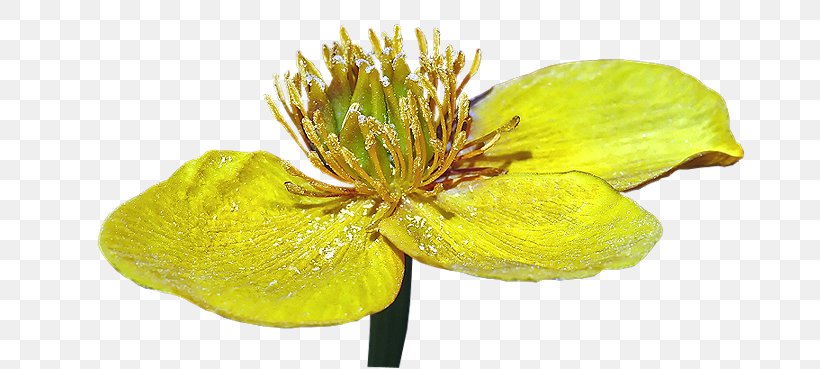 Yellow Plant Stem, PNG, 685x369px, Yellow, Flower, Petal, Plant, Plant Stem Download Free