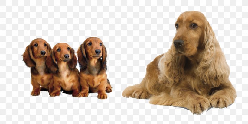 Irish Setter English Cocker Spaniel Field Spaniel Sussex Spaniel, PNG, 1024x514px, Irish Setter, Carnivoran, Cocker Spaniel, Companion Dog, Dachshund Download Free