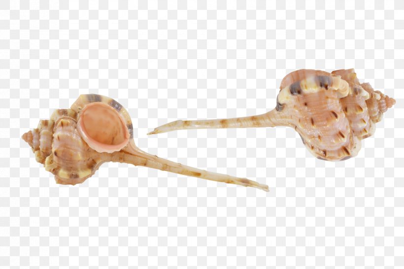 Seashell Murex Operculum Sea Snail Conch, PNG, 1650x1100px, Seashell, Beach, Clam, Conch, Fossil Download Free