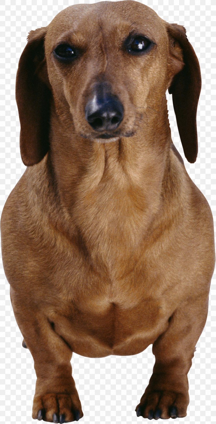 Dachshund Longdog Cat Dog Breed Pet, PNG, 1855x3643px, Dachshund, Animal, Breed, Canidae, Carnivoran Download Free
