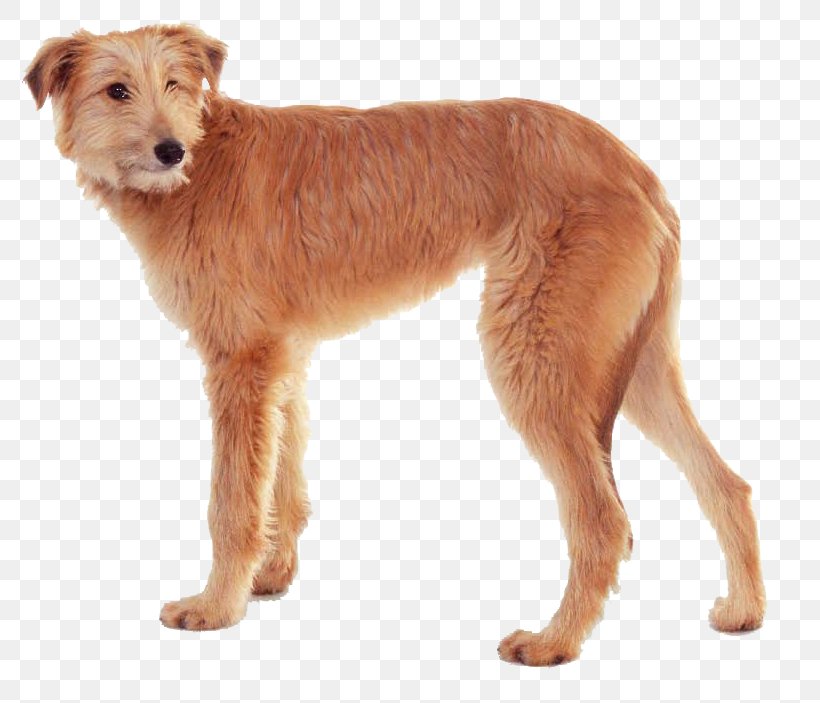 Dog Breed Irish Terrier Dutch Smoushond Companion Dog Sporting Group, PNG, 806x703px, Dog Breed, Breed, Carnivoran, Companion Dog, Crossbreed Download Free