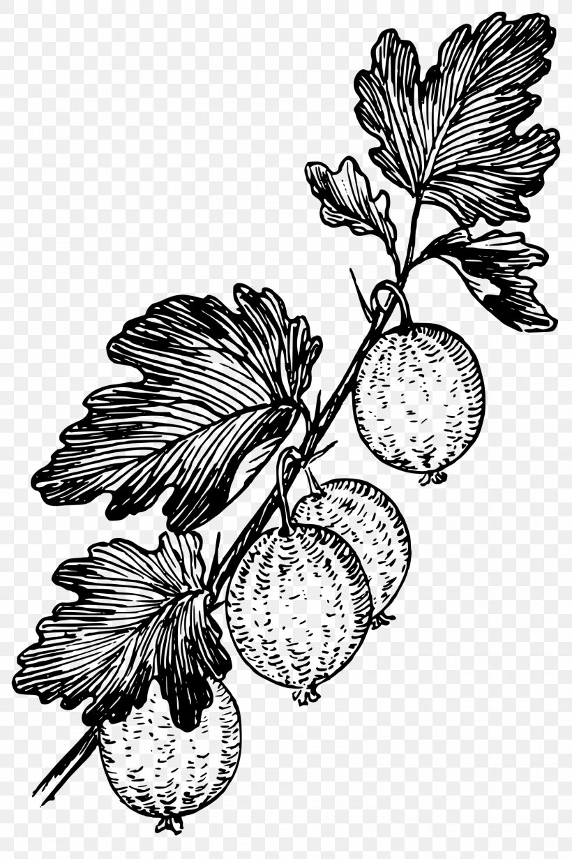 Grape Black And White Gooseberry Drawing, PNG, 1598x2400px, Grape, Berry, Black And White, Branch, Drawing Download Free
