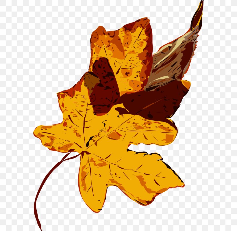 Maple Leaf, PNG, 590x800px, Maple Leaf, Flower, Leaf, Maple, Petal Download Free