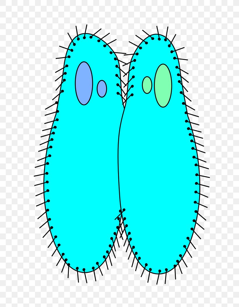 Paramecium Konjugation Ciliate Cell Biology, PNG, 744x1052px, Watercolor, Cartoon, Flower, Frame, Heart Download Free