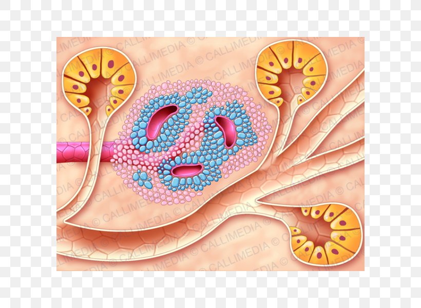 The Islets Of Langerhans Pancreas Cell Endocrine System, PNG, 600x600px, Watercolor, Cartoon, Flower, Frame, Heart Download Free
