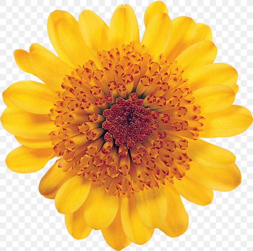 Common Sunflower Desktop Wallpaper, PNG, 1049x1039px, Common Sunflower, Annual Plant, Calendula, Chrysanths, Daisy Family Download Free