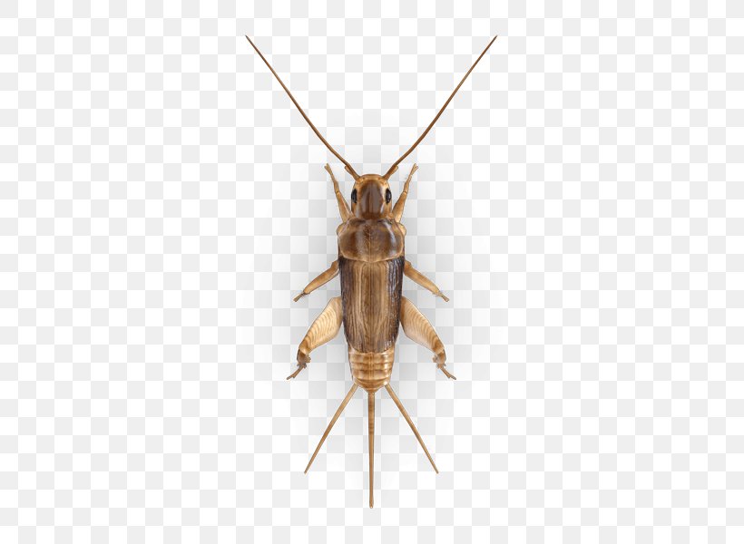 Cricket Insect Pest Gryllus Assimilis, PNG, 425x600px, Cricket, Animal, Arthropod, Cockroach, Cricket Like Insect Download Free