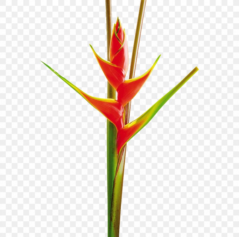 Heliconia Bihai Heliconia Stricta Heliconia Vellerigera Cut Flowers, PNG, 870x864px, Heliconia Bihai, Bud, Cut Flowers, Flower, Flowering Plant Download Free