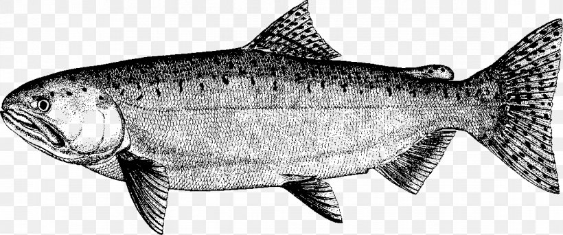 Sardine Fish Products Salmon Cod Milkfish, PNG, 1183x494px, Sardine, Animal, Animal Figure, Biology, Black And White Download Free