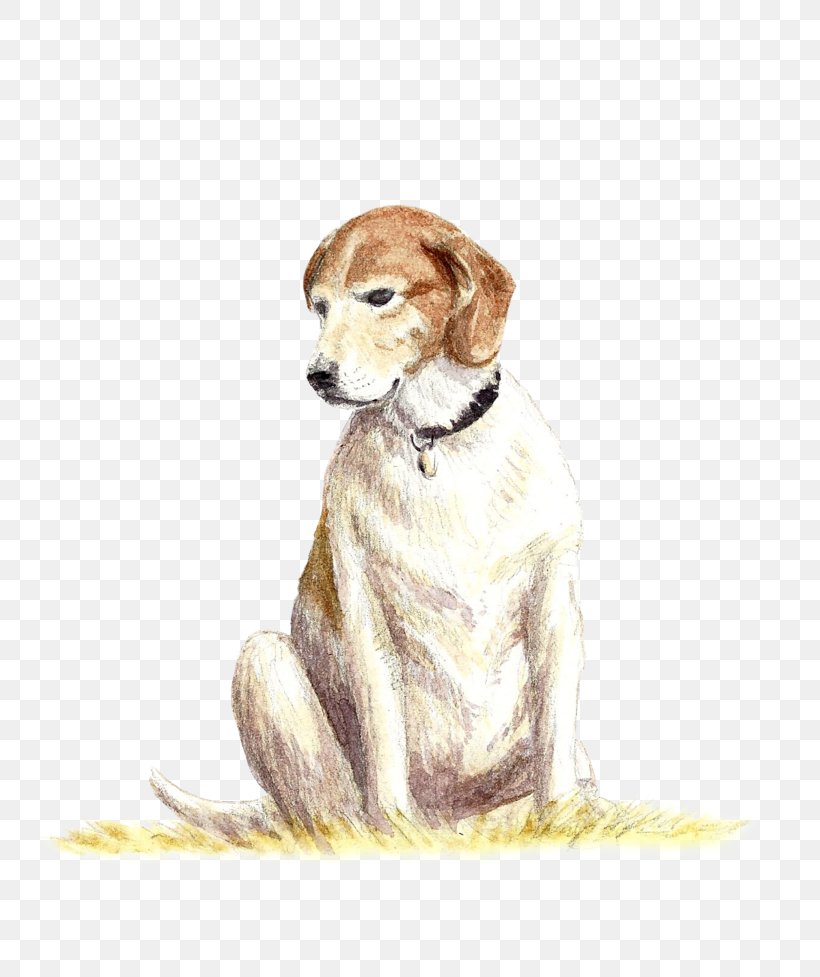 Dog Breed Saluki Companion Dog Crossbreed, PNG, 817x977px, Dog Breed, Breed, Carnivoran, Companion Dog, Crossbreed Download Free