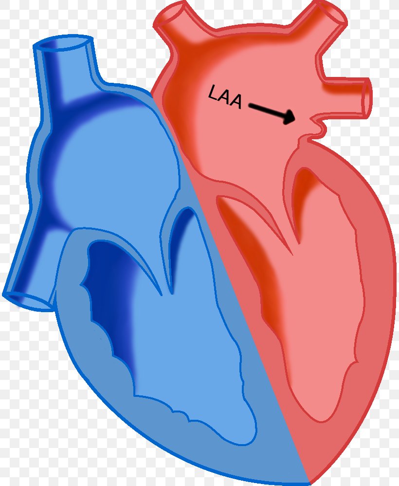 Heart Los Angeles Angels Atrial Septal Defect Atrium Left Atrial Appendage, PNG, 811x998px, Watercolor, Cartoon, Flower, Frame, Heart Download Free