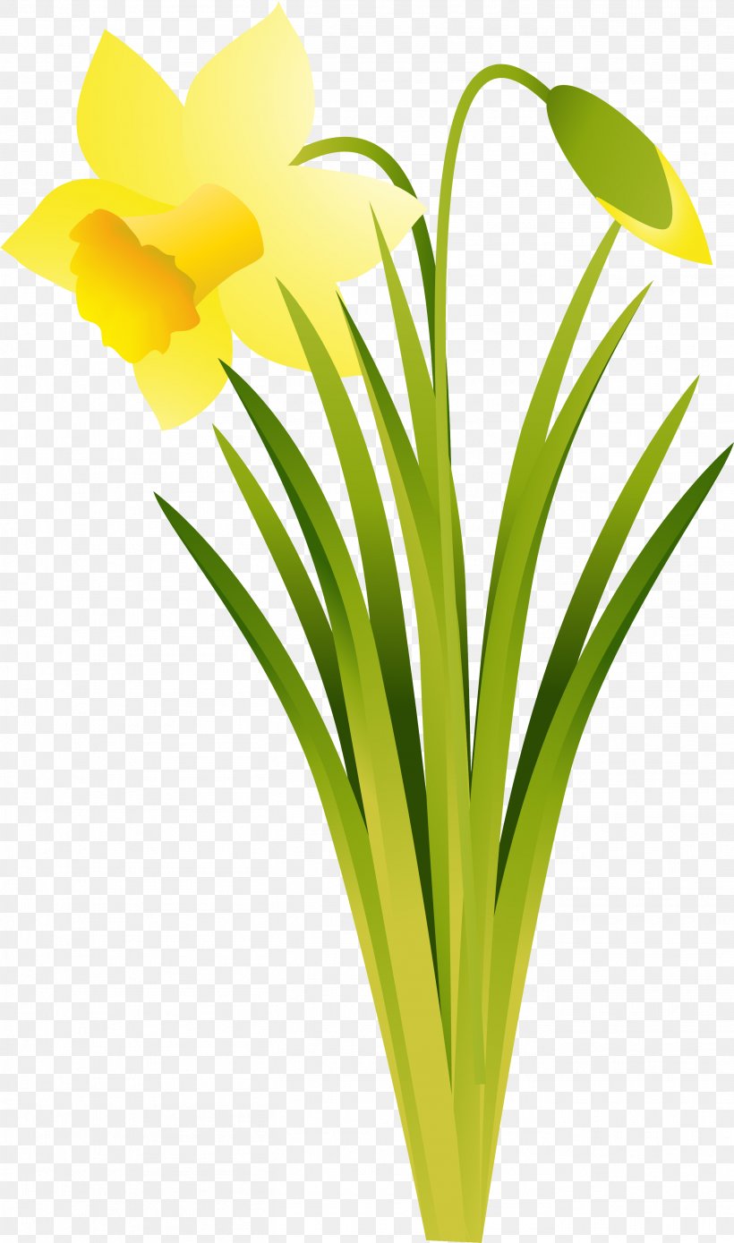 Narcissus Daffodil Cut Flowers Plant, PNG, 2721x4611px, Narcissus, Amaryllis, Amaryllis Family, Cut Flowers, Daffodil Download Free