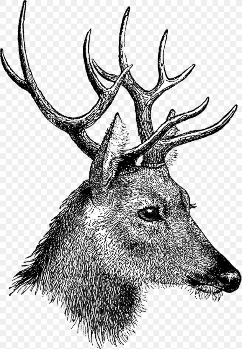 Reindeer White-tailed Deer Clip Art, PNG, 1109x1600px, Deer, Antler, Black And White, Christmas, Drawing Download Free