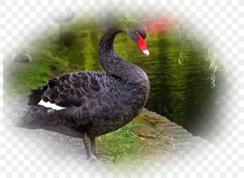 Black Swan Bird Desktop Wallpaper Computer, PNG, 800x600px, Black Swan, Beak, Bird, Blacknecked Swan, Computer Download Free