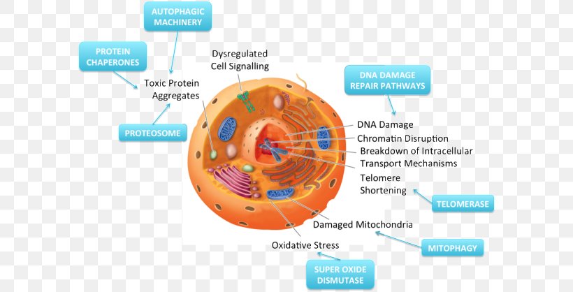 Plant Cell Biology Cèl·lula Animal, PNG, 600x418px, Plant Cell, Animal, Biology, Cell, Cell Division Download Free