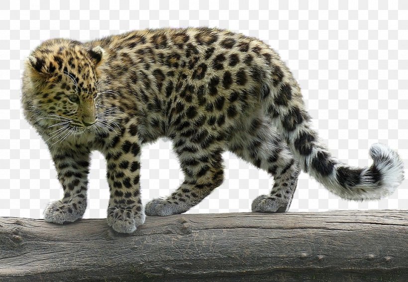 Snow Leopard Cheetah Jaguar Paper, PNG, 963x667px, Leopard, Animal Print, Big Cat, Big Cats, Carnivora Download Free