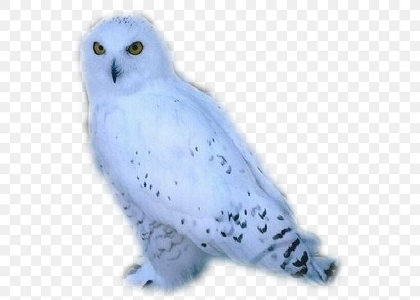 Snowy Owl Bird Arctic Fox, PNG, 535x587px, Owl, Animal, Animation, Arctic Fox, Beak Download Free