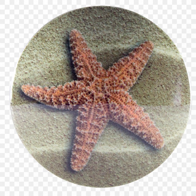 Starfish Echinoderm Door Stops Plug Paperweight, PNG, 824x824px, Starfish, Door Stops, Echinoderm, Everyday Life, Invertebrate Download Free