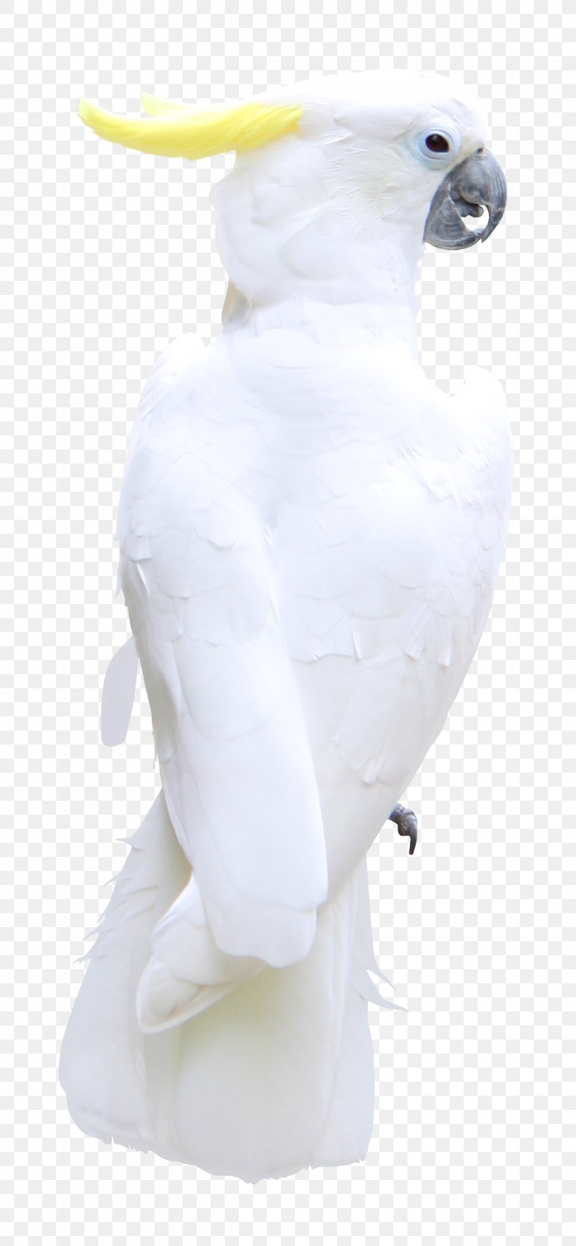 Bird Feather Cockatoo Beak, PNG, 1246x2697px, Bird, Beak, Cockatoo, Feather, Figurine Download Free