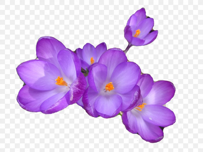 Crocus Herbaceous Plant, PNG, 1600x1200px, Crocus, Flower, Flowering Plant, Herbaceous Plant, Iris Family Download Free