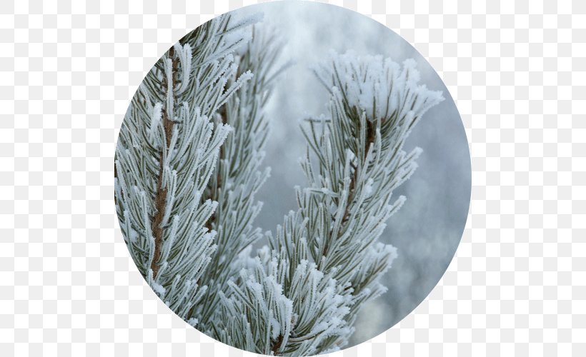 Fir Christmas Ornament Spruce Autumn Winter, PNG, 500x500px, Fir, Allium, Autumn, Branch, Christmas Ornament Download Free