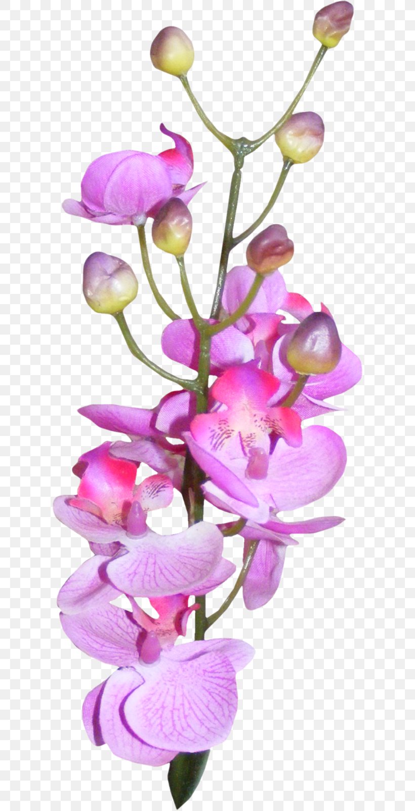 Moth Orchids, PNG, 614x1600px, Moth Orchids, Artificial Flower, Blog, Blossom, Branch Download Free